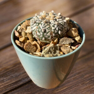 Astrophytum asterias Super Kabuto x V-type hybrid
