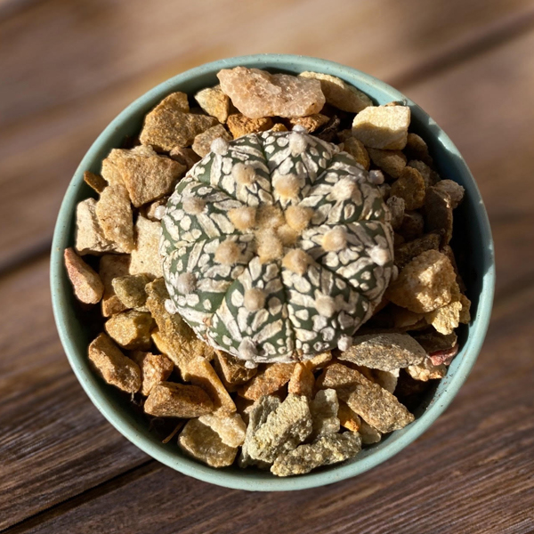 Astrophytum asterias Super Kabuto x V-type hybrid