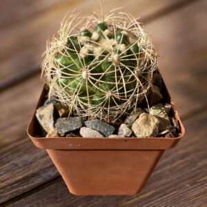 Discocactus hybrid