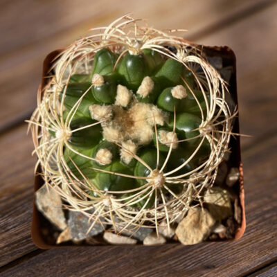 Discocactus_hybrid2a