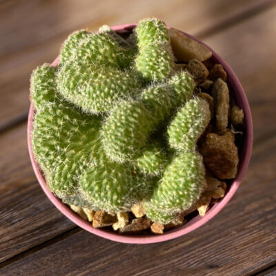 Echinopsis chamaecereus crest