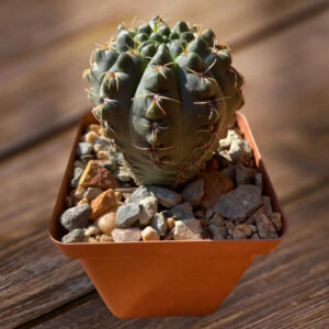 Gymnocalycium baldianum