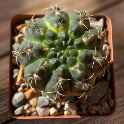 Gymnocalycium baldianum