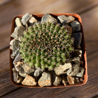 GymnocalyciumCrestB3