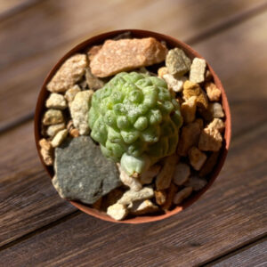 Mammillaria schumannii inermis