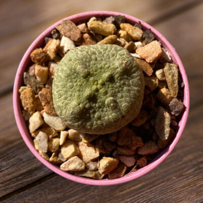 Gymnocalycium crest