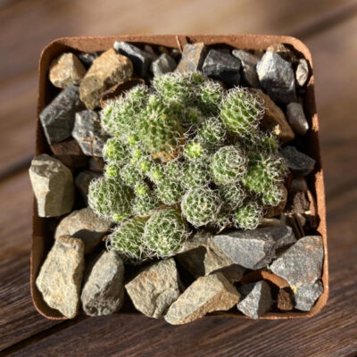 Turbinicarpus horripus forma monstruosa