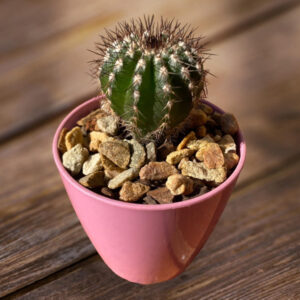 Uebelmannia pectinifera