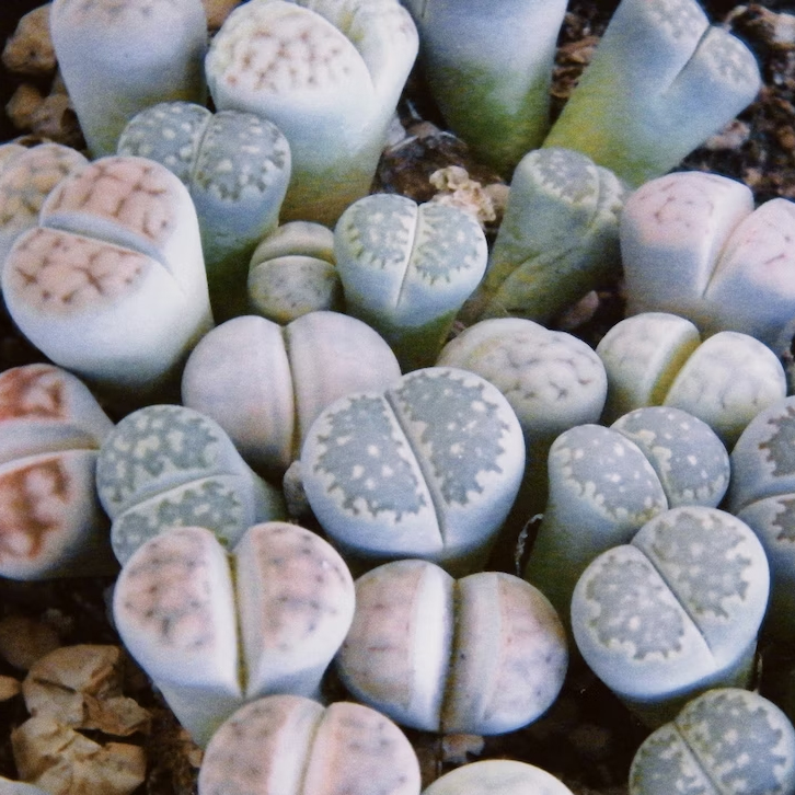 lithops